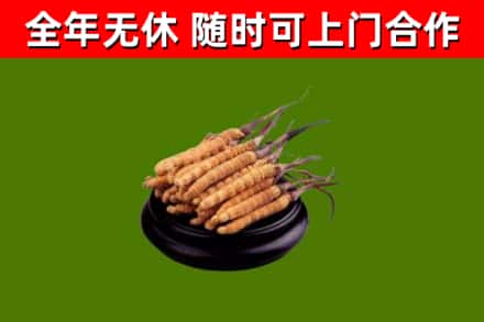 桑植烟酒回收冬虫夏草.jpg