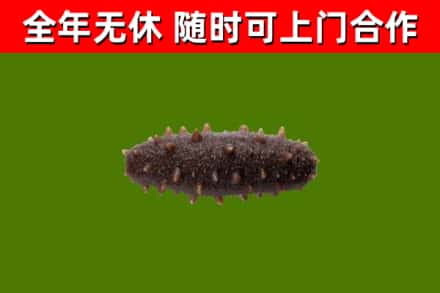 桑植烟酒回收干海参.jpg